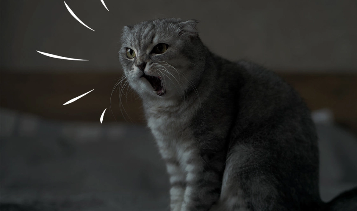 Why Is My Cat Meowing In The Morning?