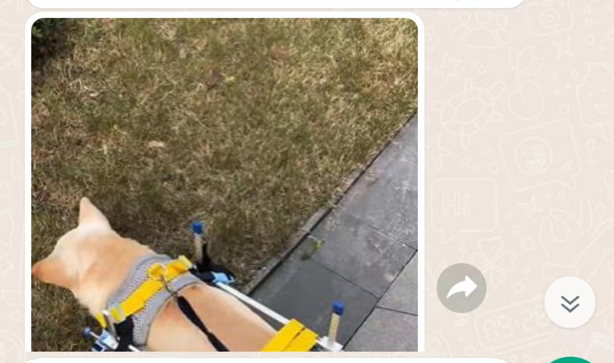 Dog Wheelchairs for Dog Leg Paralyzed Weakness