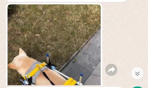 Dog Wheelchairs for Dog Leg Paralyzed Weakness