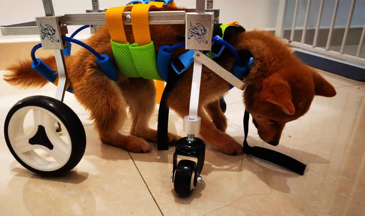Dog Wheelchairs for Dog Leg Paralyzed Weakness