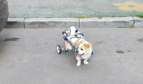 Fordable Dog Wheelchairs For Dog Back Legs