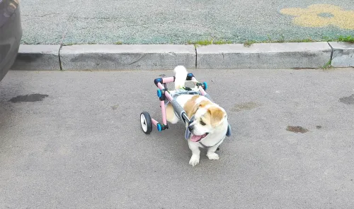 Fordable Dog Wheelchairs For Dog Back Legs 