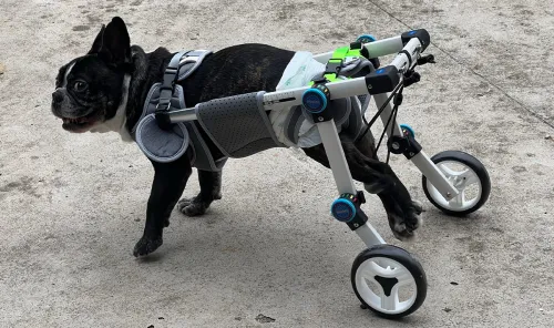 Fordable Dog Wheelchairs For Dog Back Leg