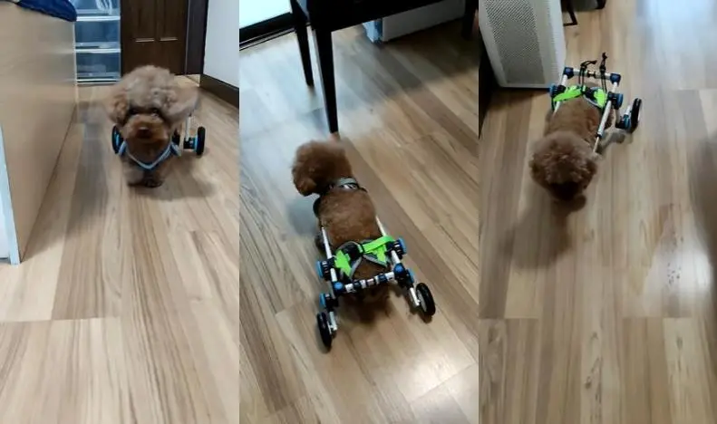 Fordable Dog Wheelchair For Dog Back Legs