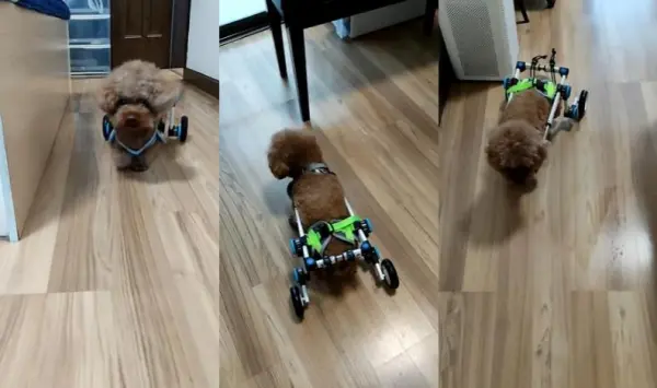 Fordable Dog Wheelchair For Dog Back Legs
