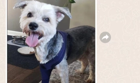 Dog Leg Sleeves For Prevent Licking