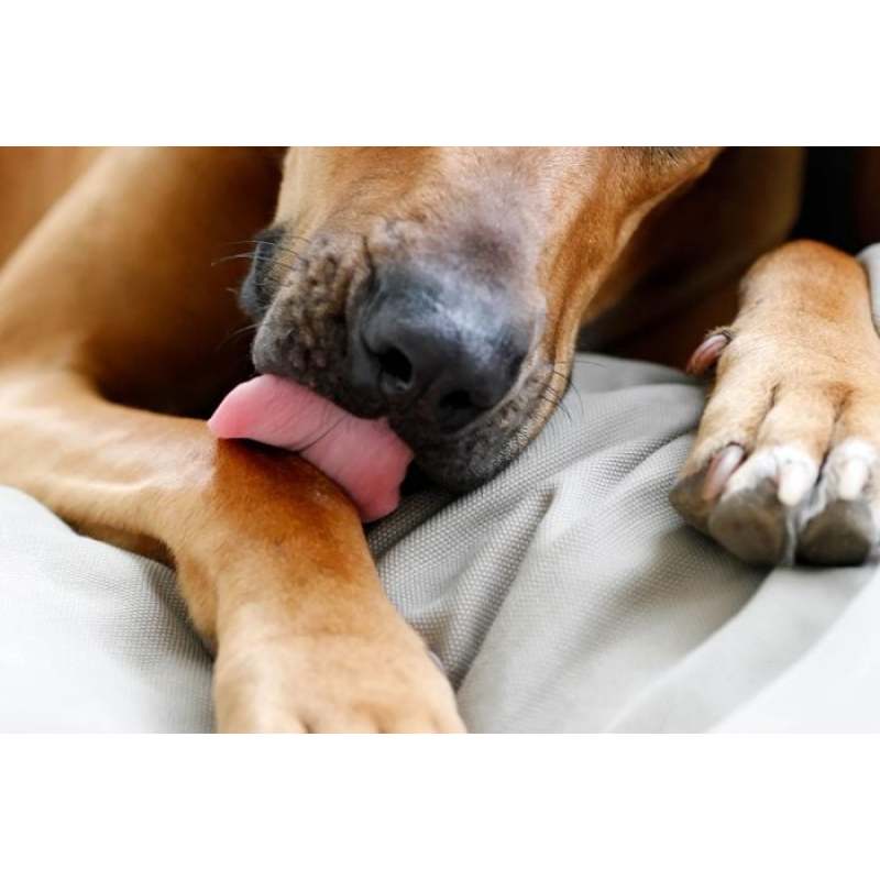 Why Is My Dog Excessively Licking His Legs?