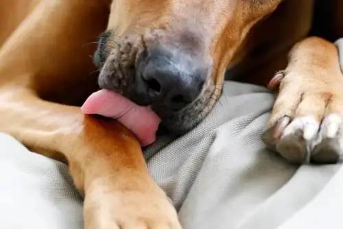 Why Is My Dog Excessively Licking His Legs?