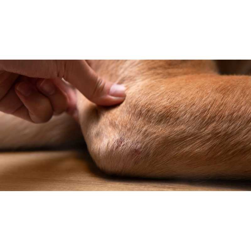 Elbow Braces for Dogs