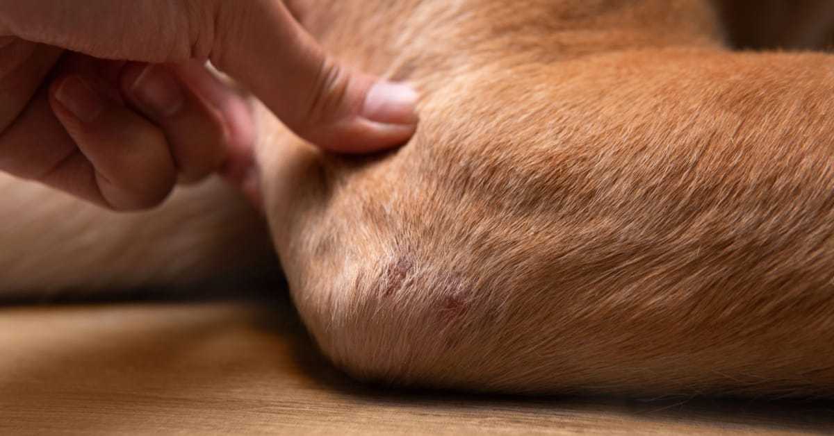 Elbow Braces for Dogs