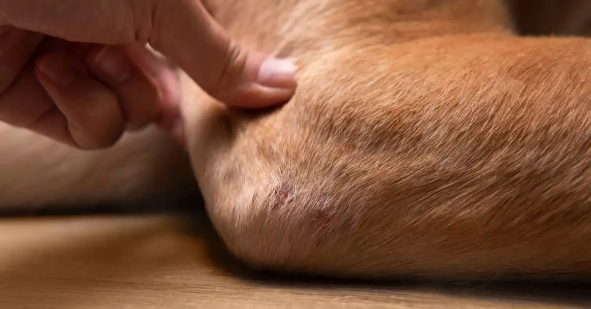 Elbow Braces for Dogs