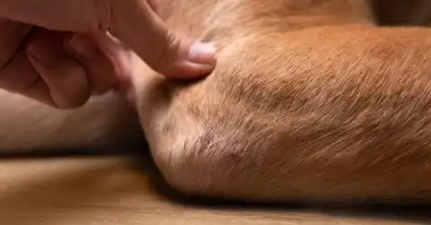 Elbow Braces for Dogs