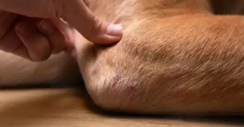 Elbow Braces for Dogs