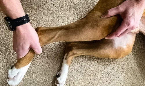 What is a torn ACL in dogs?