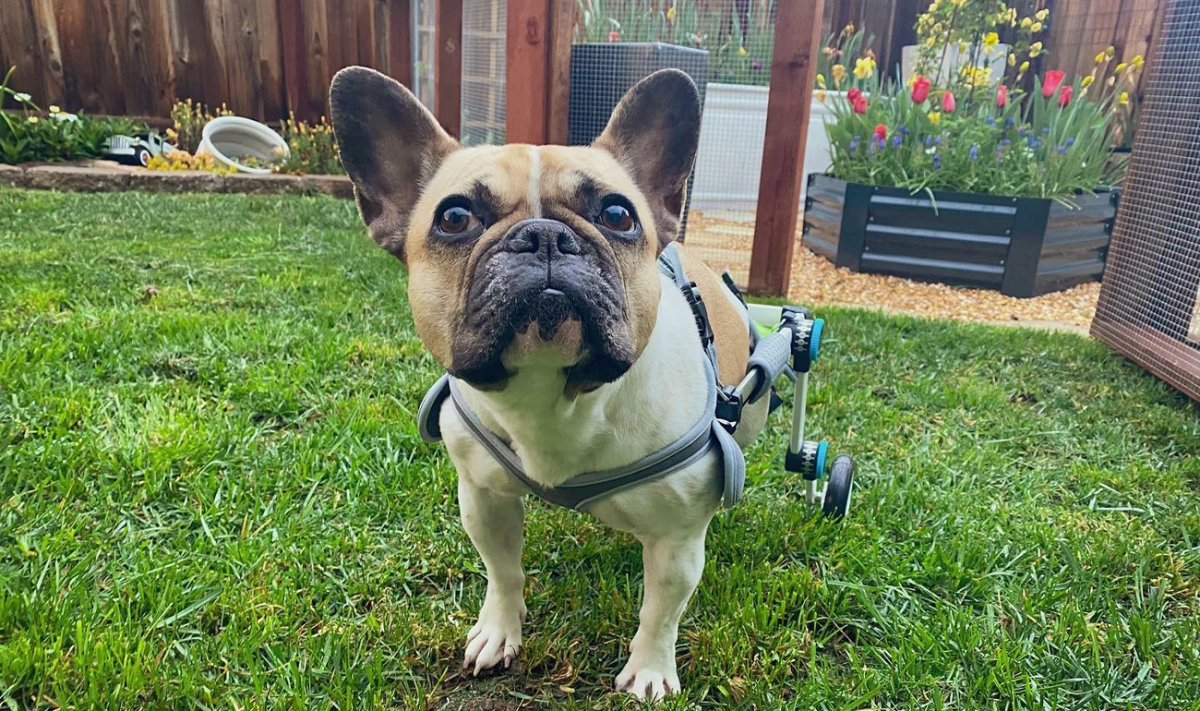Dog Wheelchair for Back Legs