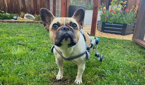 Dog Wheelchair for Back Legs