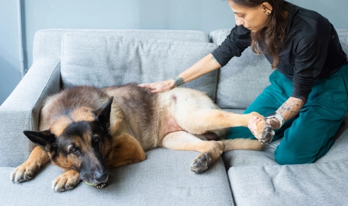 What is Dog Hip Dysplasia?