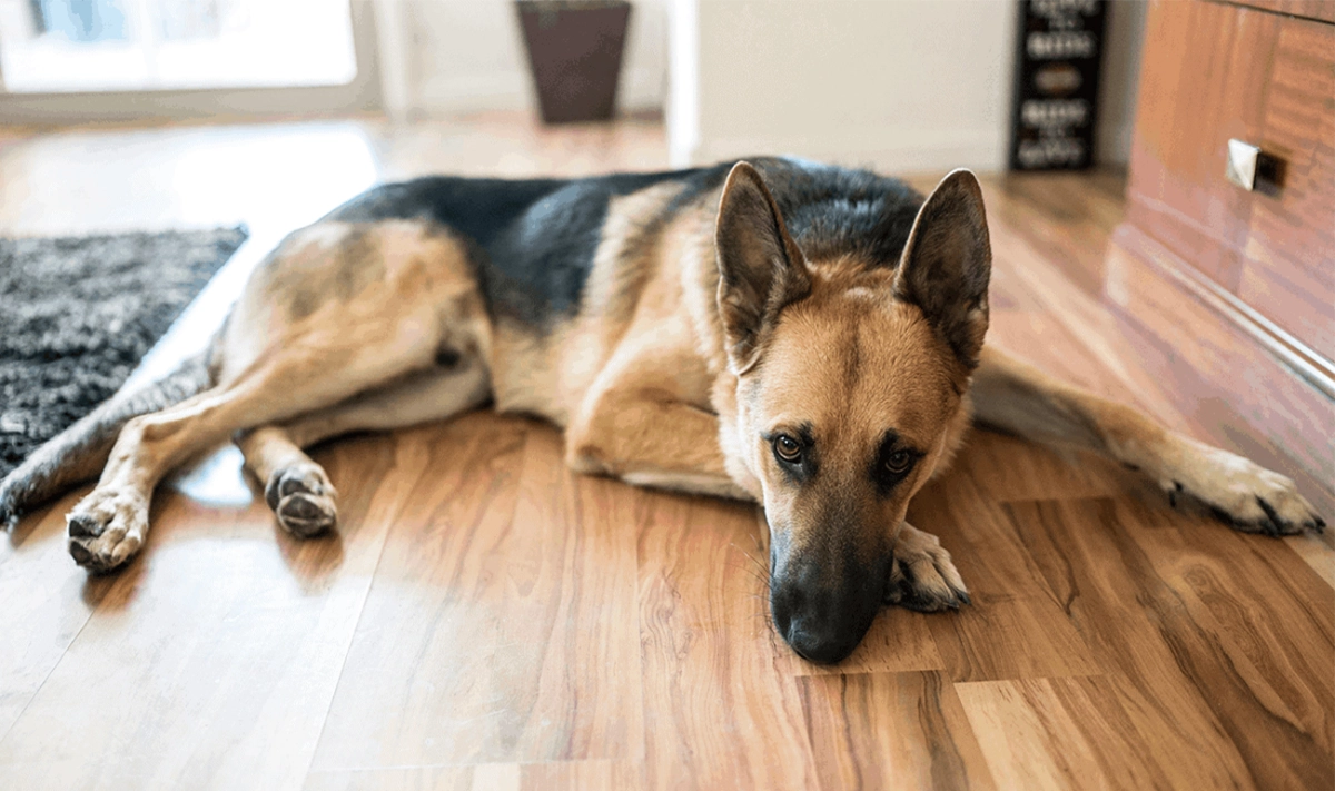 What is a Hip Brace for Dogs?