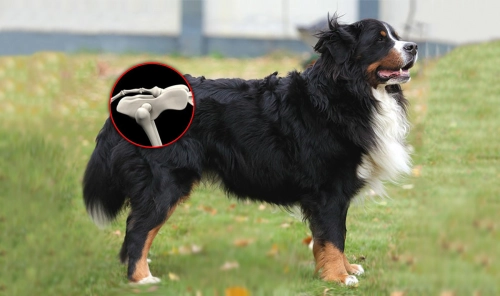 Symptoms of Hip Dysplasia in Dogs