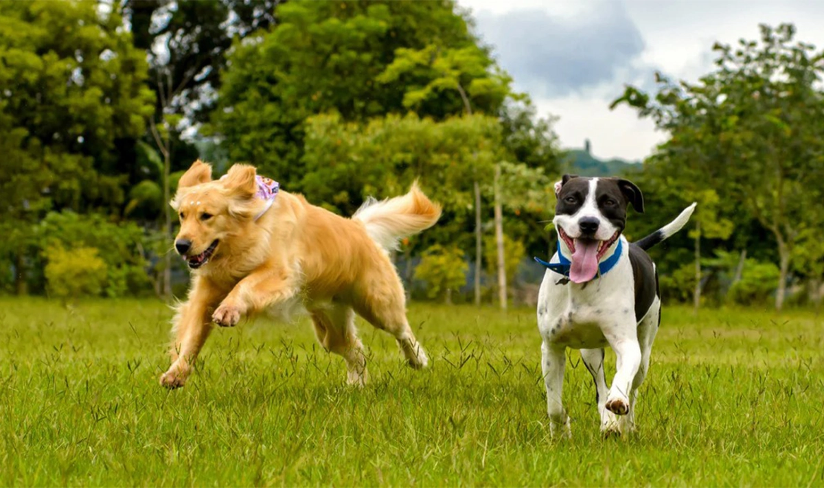 Benefits of Using a Hip Brace for Dogs