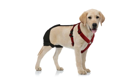 Understanding Hip Dysplasia brace in Dogs