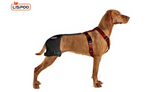 An Effective Solution for Canine Hip Dysplasia