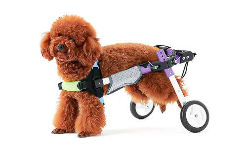 What is the best dog wheelchairs for small dogs?