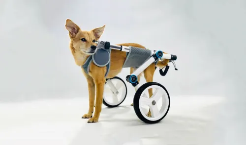 Dog wheelchairs for back legs
