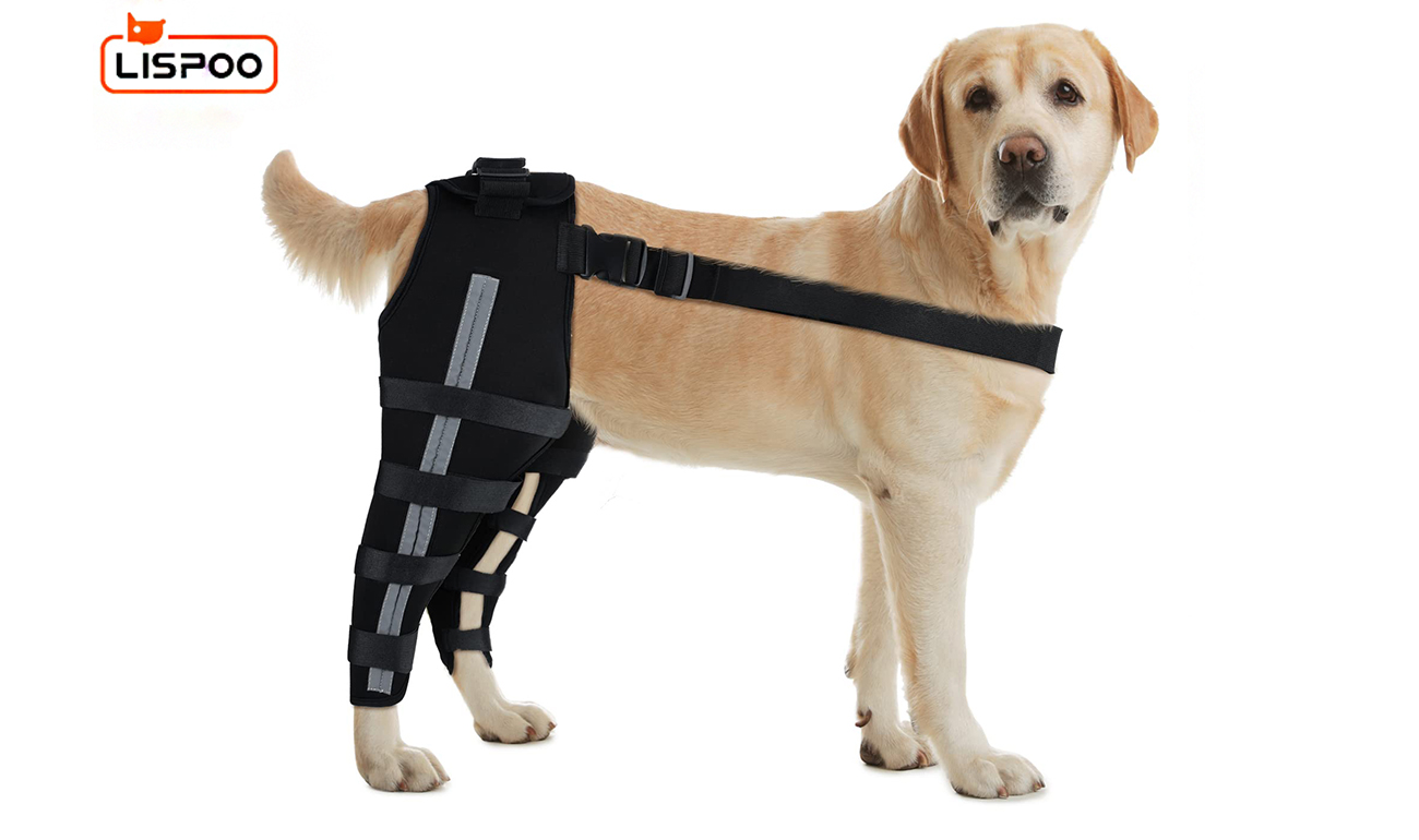 Dog Acl Braces Fix Joint Damage Knee Braces for Dogs