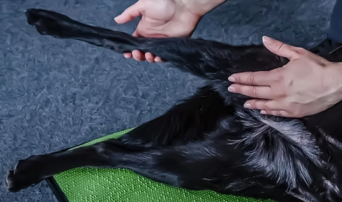 Knee Brace For Dogs - Do Leg Braces Work for Dogs with Torn ACL?