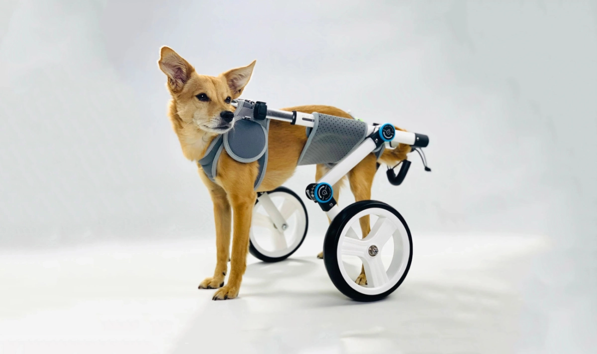 Will a Dog Wheelchairs Help My Dog?