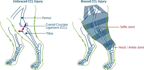 Do Dog Knee Support Braces Really Work?