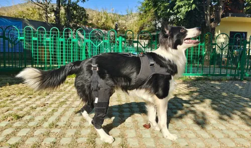 The Benefits of Dog Knee Support Brace