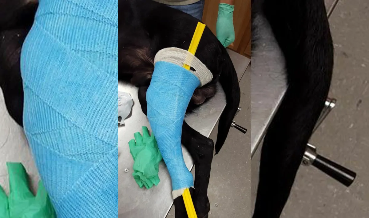 How can I help a dog with a torn ACL? Benefits of Knee brace for Dogs