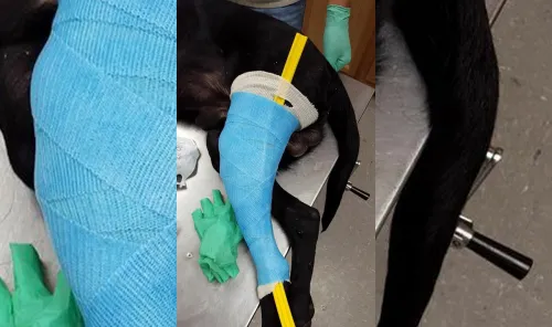 How can I help a dog with a torn ACL? Benefits of Knee brace for Dogs