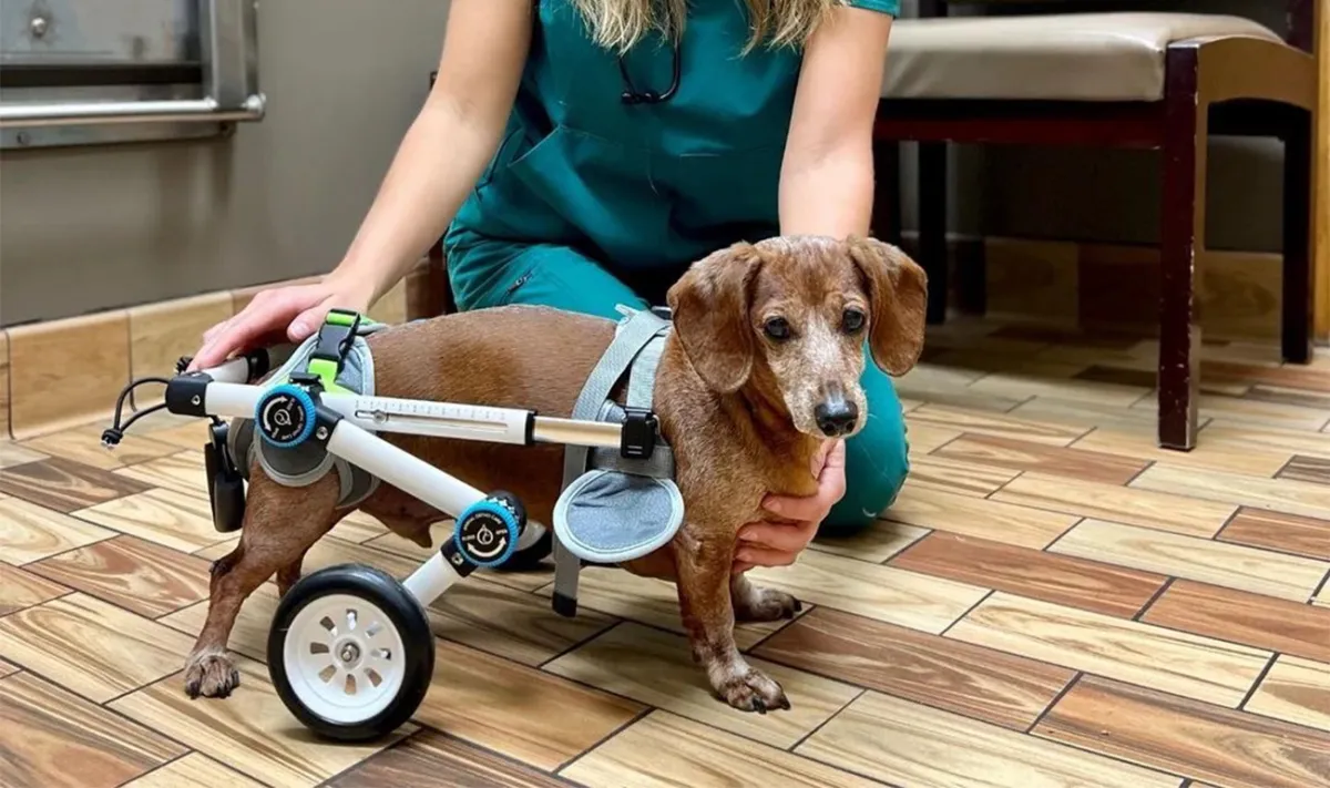 How do you know if your dog needs a dog wheelchairs?