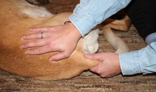 What You Must Know Before Buying a Dog Wheelchairs for Small Dogs