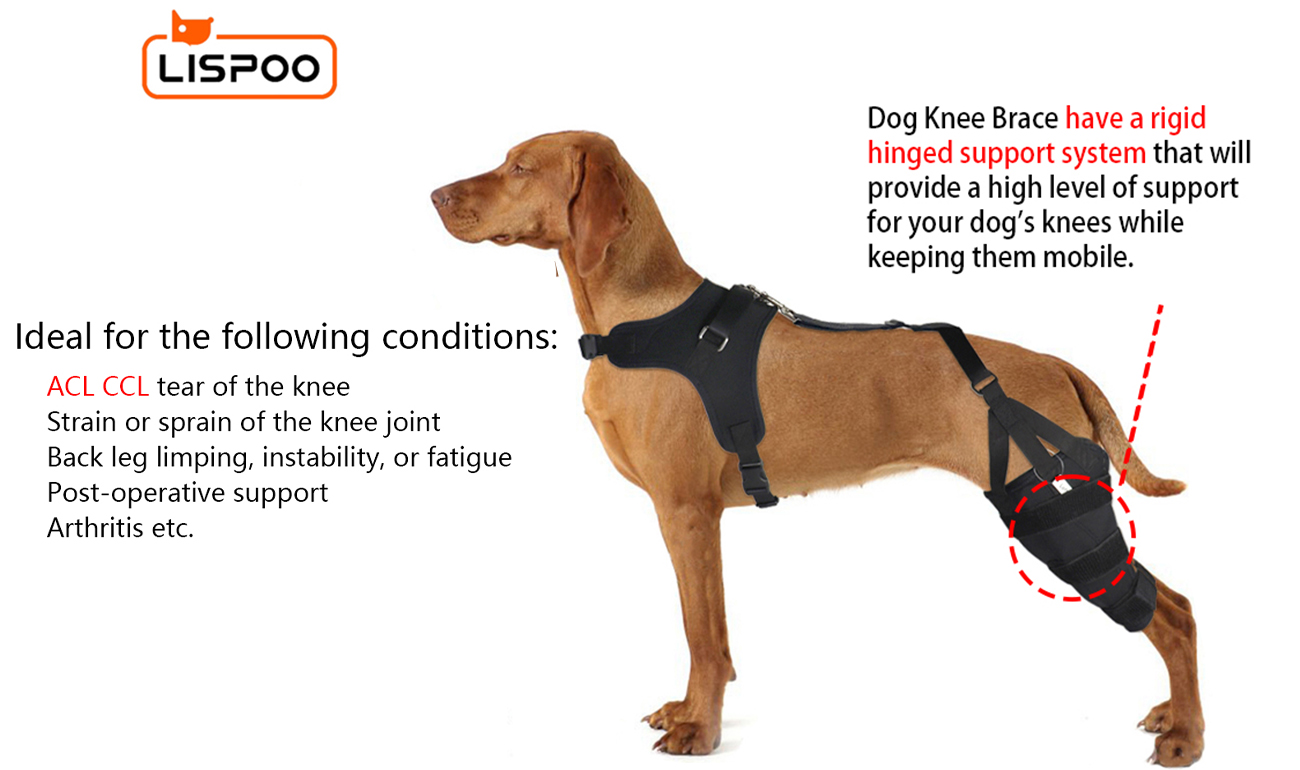 Dog Knee Brace