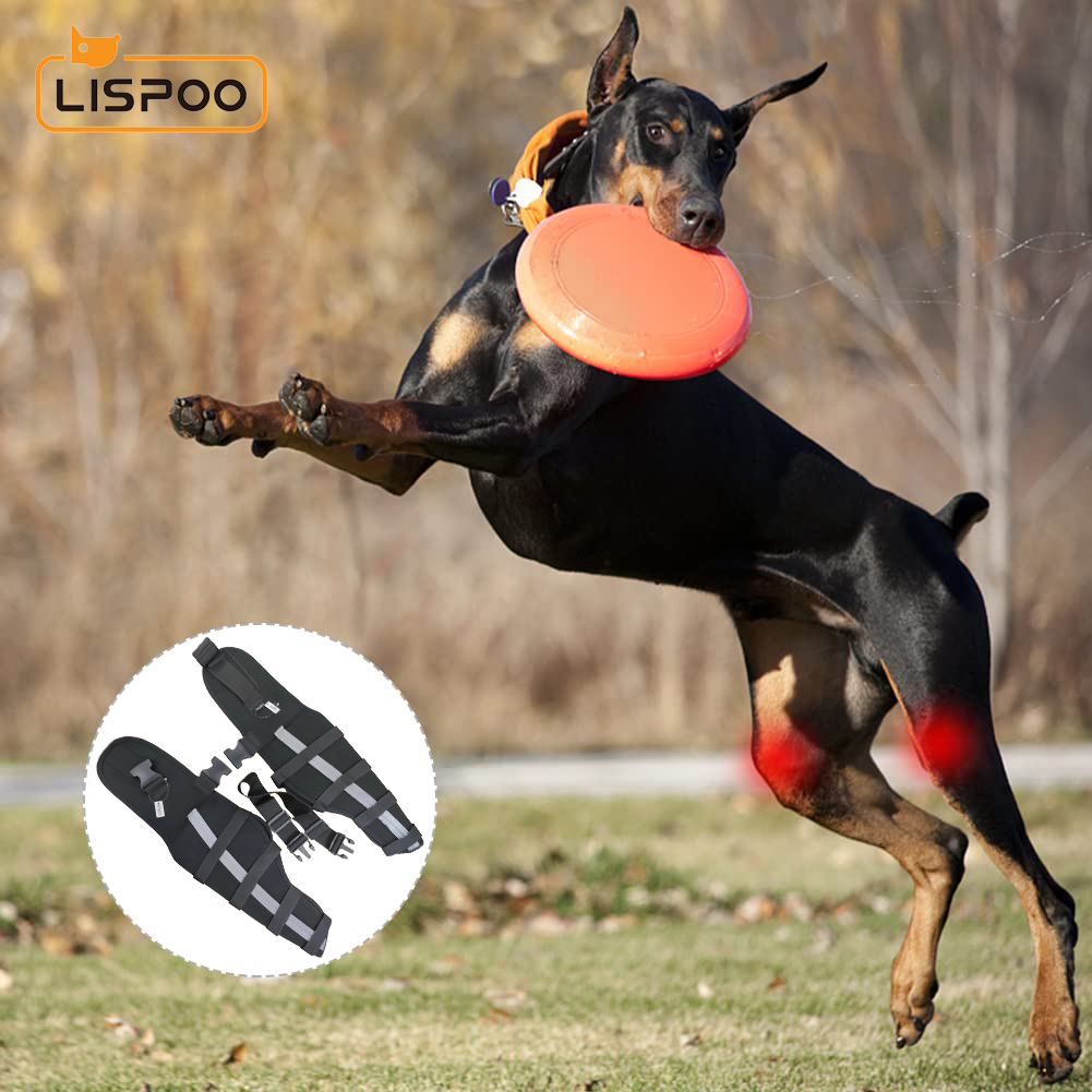 Knee Braces for Dogs
