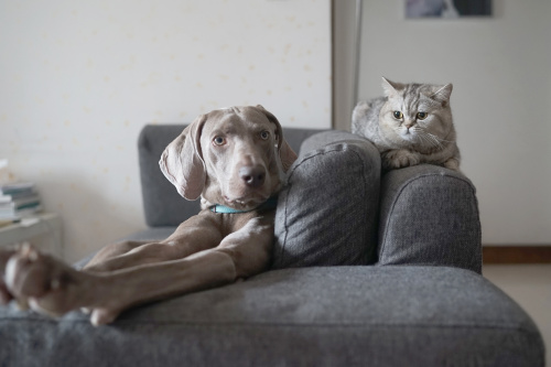 What is Crawlpaw?