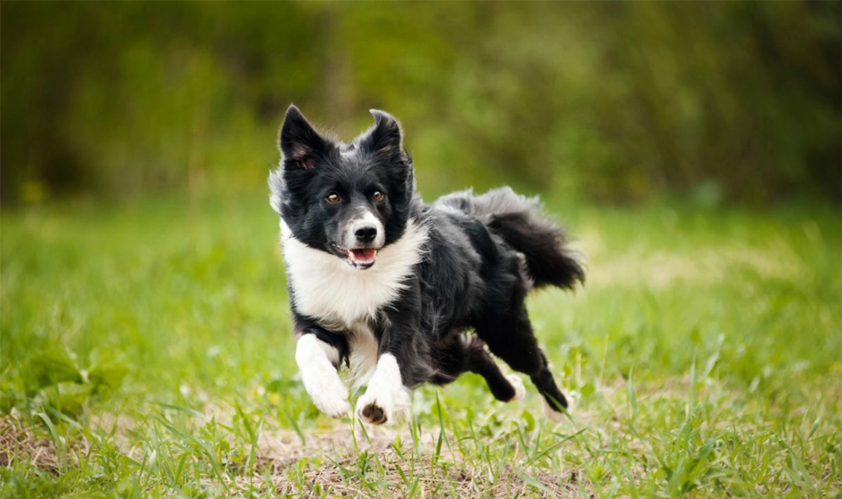 Are Dog Knee Support Braces Worth It?