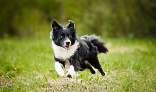 Are Dog Knee Support Braces Worth It?