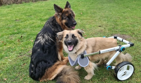 Where Can I Purchase a Dog Wheelchairs for Small Dogs?