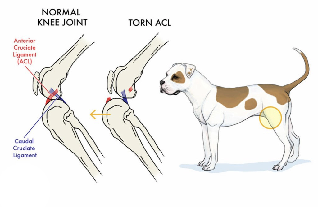 Has Your Dog Torn Its ACL? - Knee Brace for Dogs