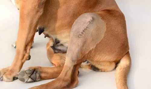 The Best Dog Knee Support for a Torn ACL