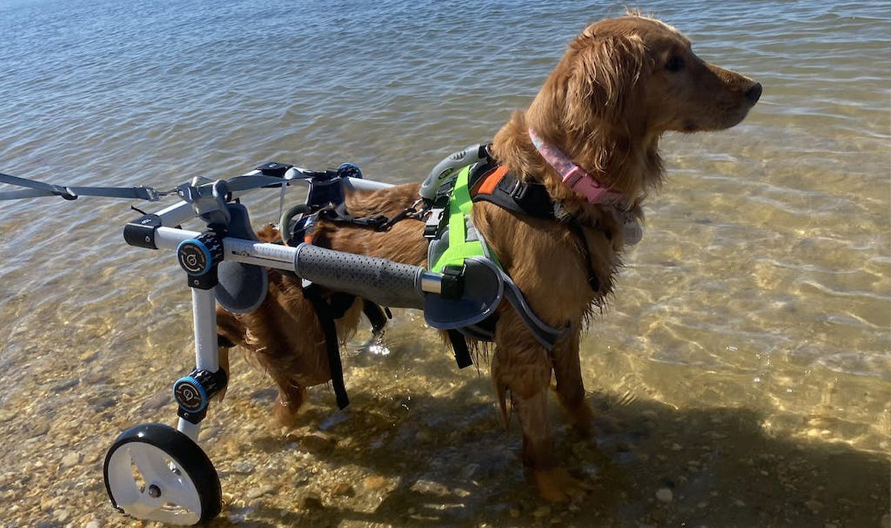 Dog Wheelchairs