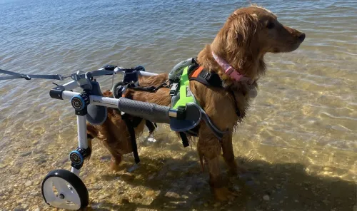 How do you know your dog needs a dog wheelchairs ?