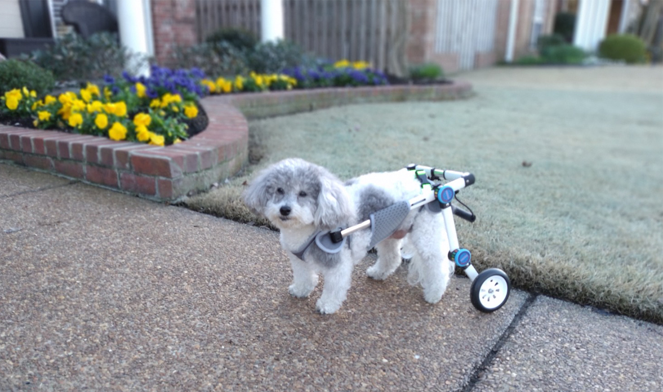 Dog Wheelchairs