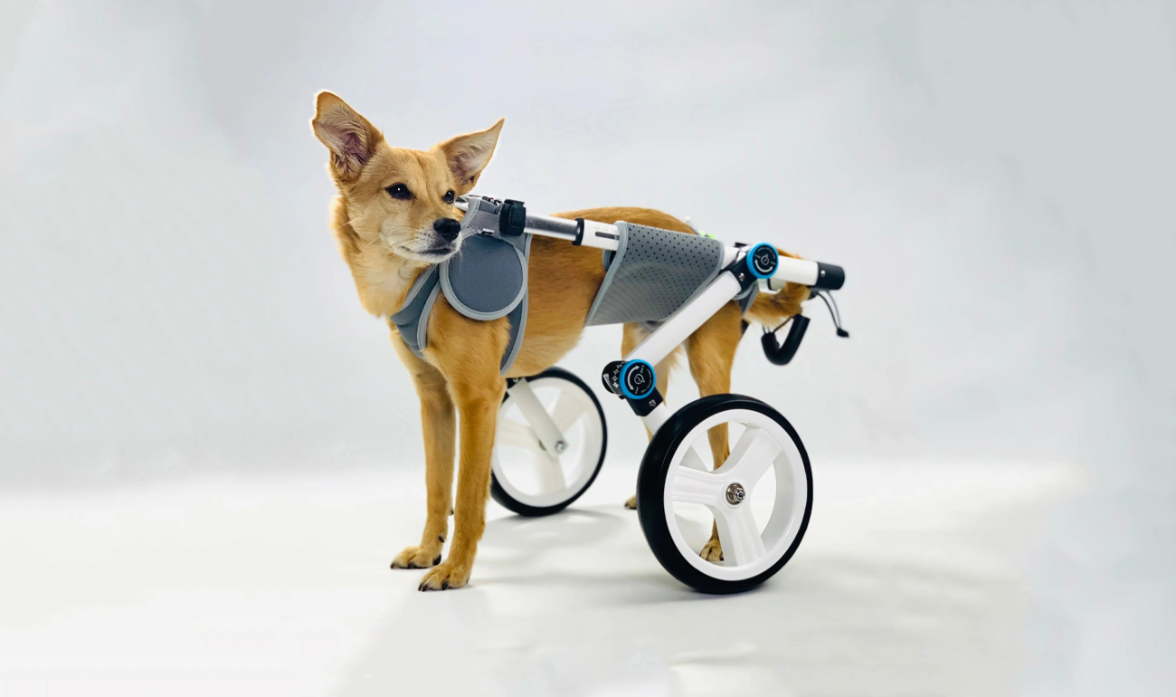 Dog Wheelchairs