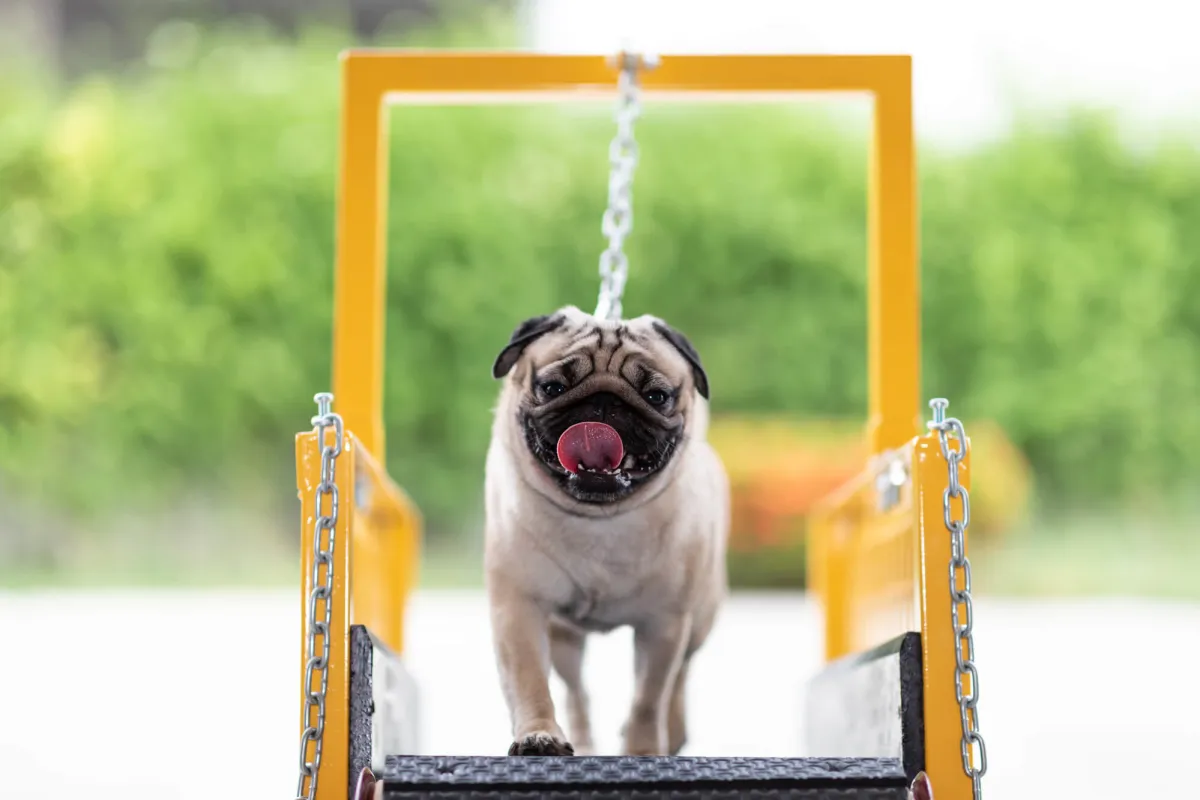 Pet Fitness: Exploring The Importance And Benefits Of Pet Treadmills